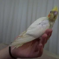 عروس سرلاکی اهلی اهلی|پرنده|تبریز, |دیوار