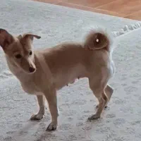 سگ‌ اشپیتز گمشده|حیوانات|لنگرود, |دیوار