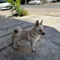 واگذاری سگ خانگی