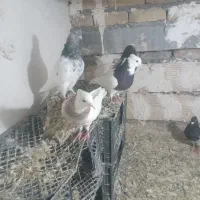 کفتر