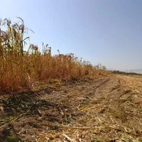 جارو|لوازم نظافت|اراک, |دیوار