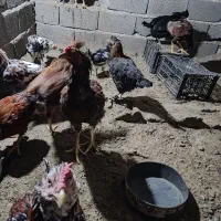 مرغ خروس لاری گلین|حیوانات مزرعه|هشتگرد, شهرک ایران خودرو|دیوار