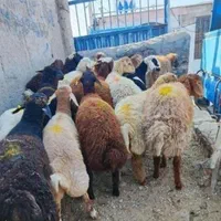 گوسفند ملارد مارلیک شهریار رباط وایین شاهد زنده