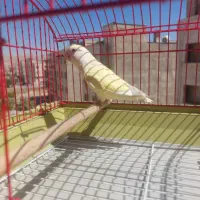 کوتوله برزیلی با قفس|پرنده|شیراز, دشت چنار|دیوار