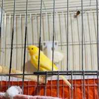 قناری نرمست|پرنده|کارون, |دیوار