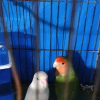 کوتوله برزیلی جفت