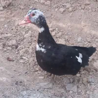 یک عدد ماده اردک اسرایلی یامسکوی