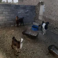 دوتابز