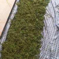 فروش آویشن،شوید،موسیر کوهی