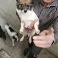 اشپیتز|سگ|تهران, شوش (باغ آذری)|دیوار