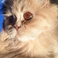 گربه