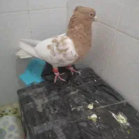کفتر|پرنده|شیراز, شهرک گلها|دیوار