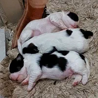 واگذاری طوله سگ|سگ|رشت, فلسطین|دیوار