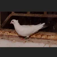 ساده هفت رنگ