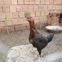 مرغ لاری تخم گزار