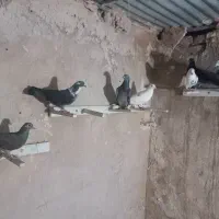 کبوتر پرشی