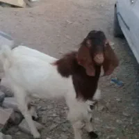 گوسفند
