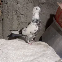 کبوتر پرشی|پرنده|مشگین شهر, |دیوار