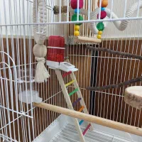 قفس بزرگ طوطی کاسکو با وسایل کامل