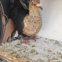 2 کفتر اراکی قزوینی کله طلایی