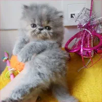 گربه پرشین اسکاتیش