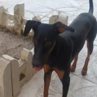 واگذاری سگ دوبرمن ۷ ماهه