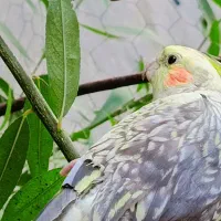 فروش دو عدد عروس هلندی زیبا