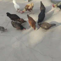 6عددمرغ محلی تخم گذار
