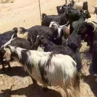 بز بزغاله داشتی چاق  درجه یک