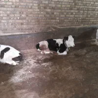 گوساله سه عدد دوتانر یکی ماده سیمینتال