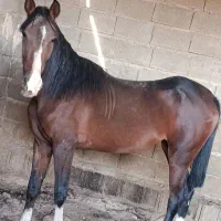 کره مادیون ۲ساله نیمه پرخون شجره دار