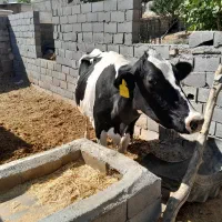 گاو وگوساله نر|حیوانات مزرعه|فلارد, |دیوار