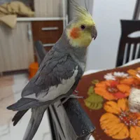 سینامون سخنگو باهوش هنرمند|پرنده|تهران, بهار|دیوار