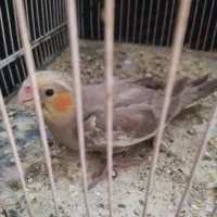 عروس هلندی سرلاکی دستی
