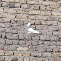 کبوتی طوقی خال دار