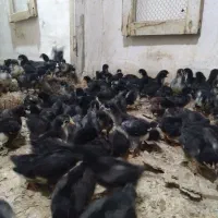 جوجه مرغ خروس|حیوانات مزرعه|قم, زنبیل آباد|دیوار