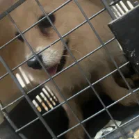 حیوان خانگی