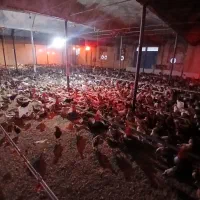 جوجه خروس و مرغ گلپایگانی