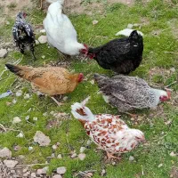 مرغ وخروس بومی