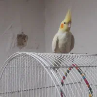 عروس ومورغ  عشق دستی|پرنده|خرمشهر, |دیوار