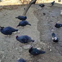 اردک و بوقلمون|حیوانات مزرعه|شهمیرزاد, |دیوار