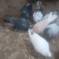 کفتر کبوتر پرشی