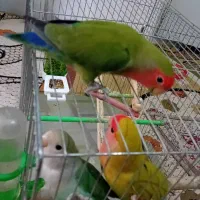 طوطی برزیلی نروماده مولد بچه وتخم