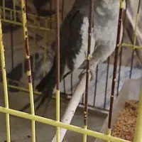 عروس هلندی‌دستی‌وسخنگو