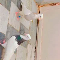 کبوتر ریش زرد کاکلی طوق هفترنگ|پرنده|بیرجند, |دیوار