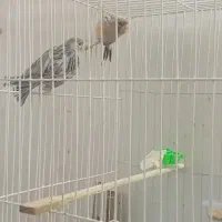 قناری|پرنده|تایباد, |دیوار