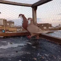 کرباتی سرخ افغونی سبز کرمونی سرخ کرمونی