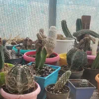 فروش مجموعه کاکتوس شخصی