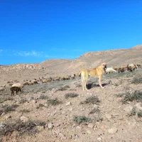 سگ ۱۰ ماهه گوسفندی قیمت ۱۲ اگ با قیمت مشکلی نداری