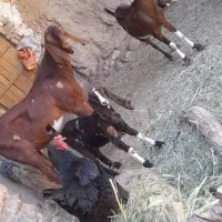 نربز +بز